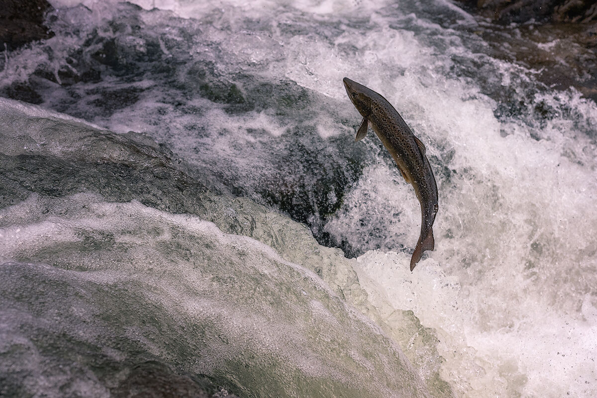 Salmon, salto