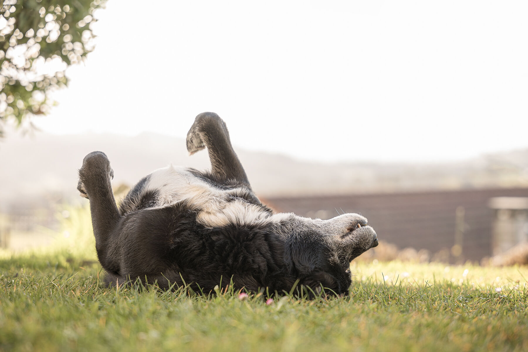Efren Valiente, fotografía de naturaleza en Asturias. - fotografia-de-perros.jpg