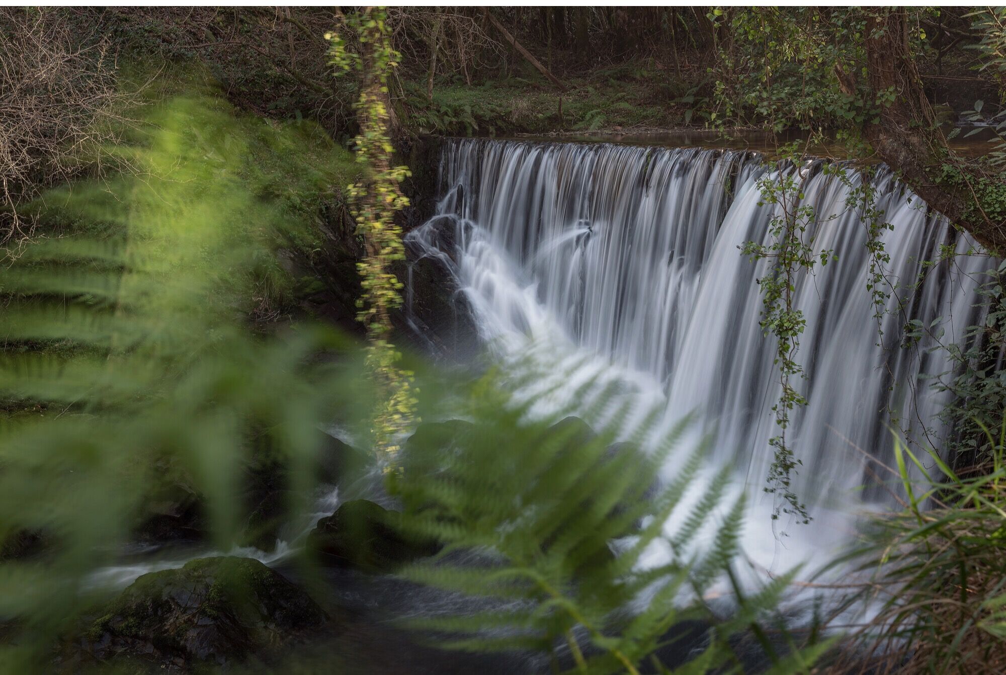 Efren Valiente, fotografía de naturaleza en Asturias. - mazo-de-meredo27-de-febrero-de-2022-26-enfocada.jpg