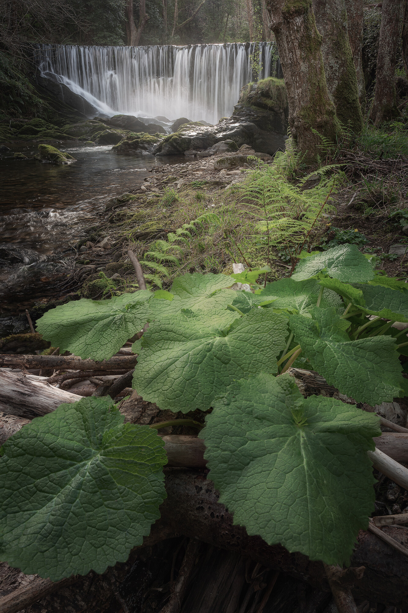 Efren Valiente, fotografía de naturaleza en Asturias. - mazo-de-meredo27-de-febrero-de-2022-34-enfocada.jpg