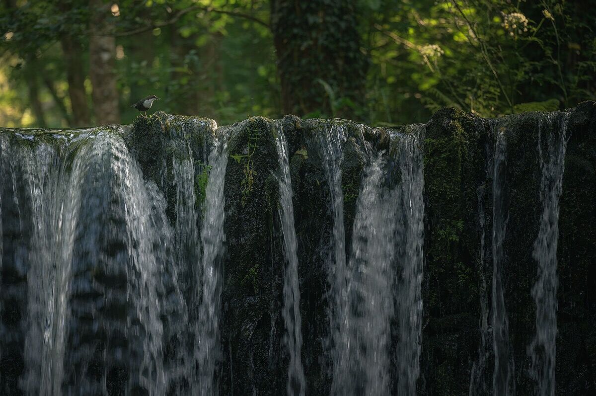 Efren Valiente, fotografía de naturaleza en Asturias. - mirloa.jpg