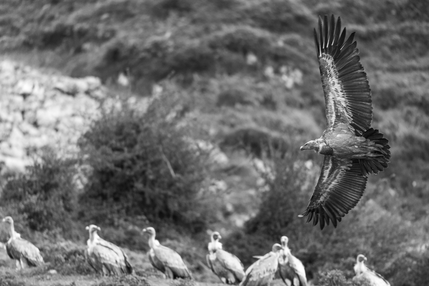 Efren Valiente, fotografía de naturaleza en Asturias. - sin%20título-5891.jpg