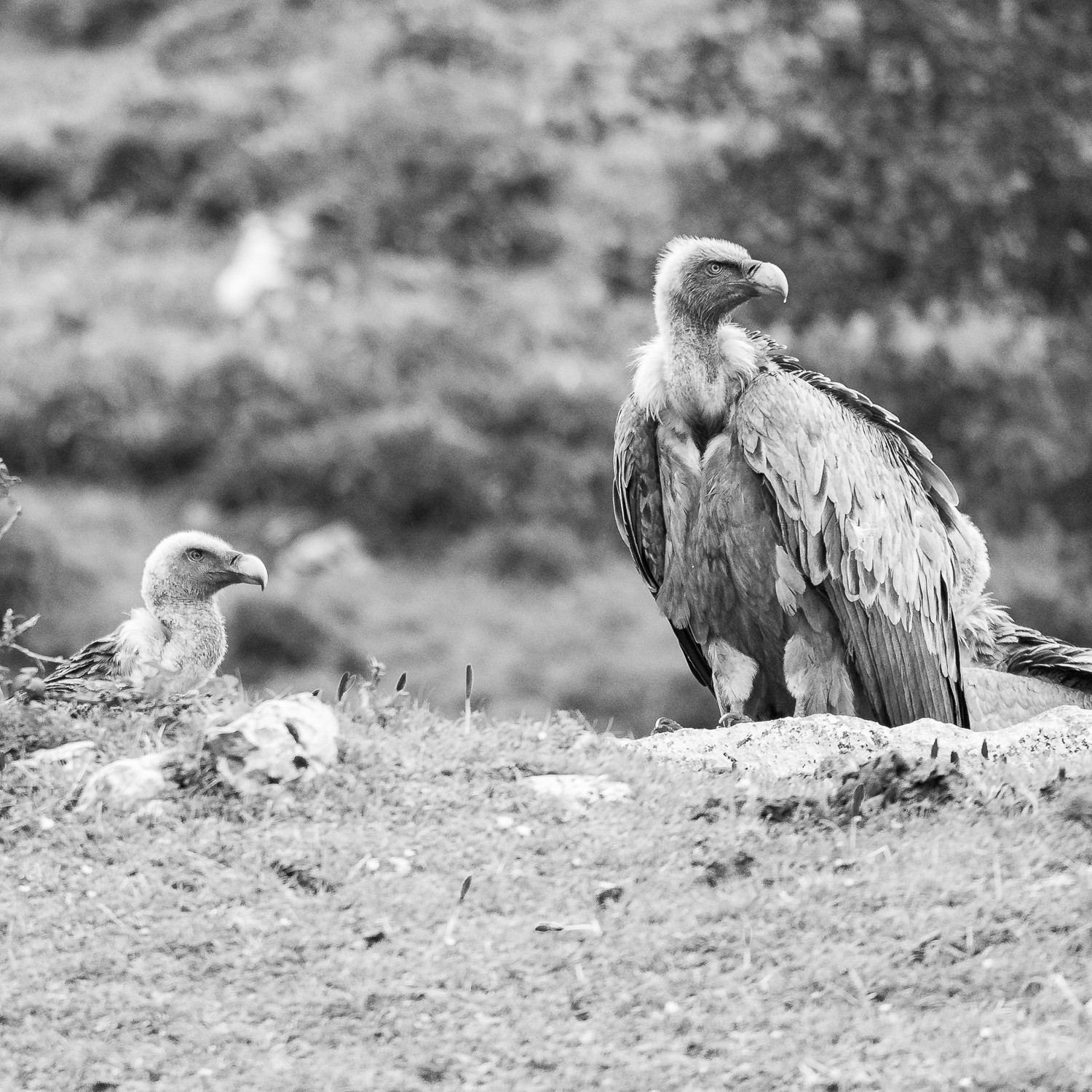 Efren Valiente, fotografía de naturaleza en Asturias. - sin%20título-5951.jpg