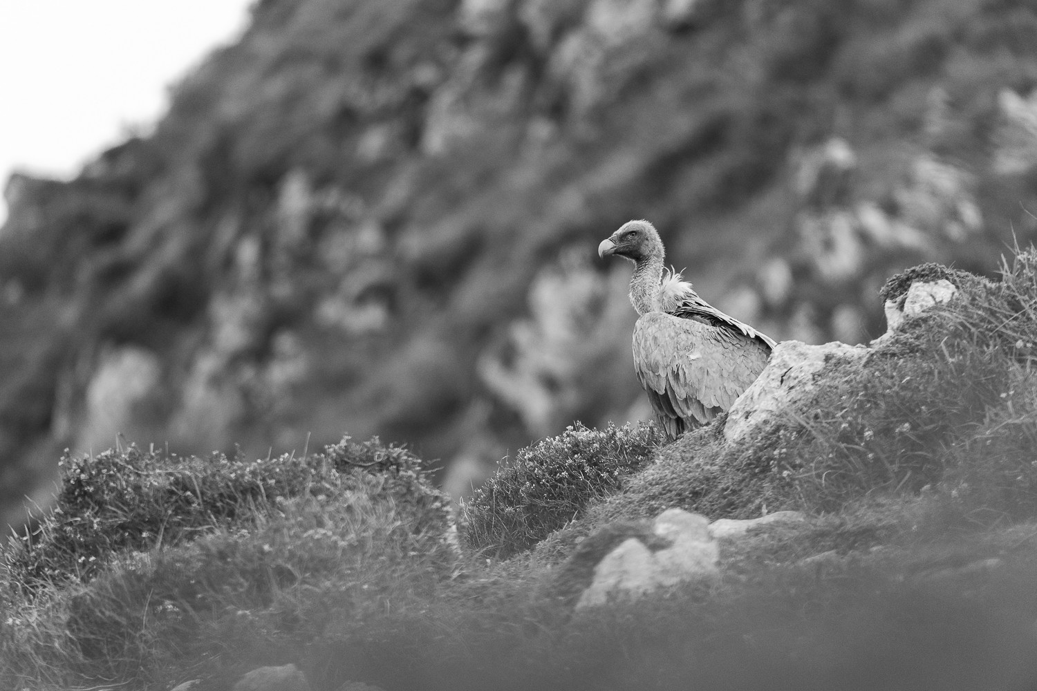 Efren Valiente, fotografía de naturaleza en Asturias. - sin%20título-5978.jpg