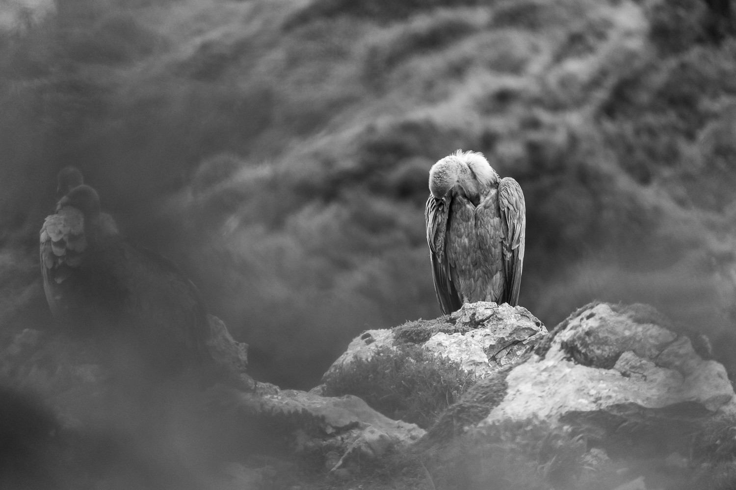 Efren Valiente, fotografía de naturaleza en Asturias. - sin%20título-5986.jpg