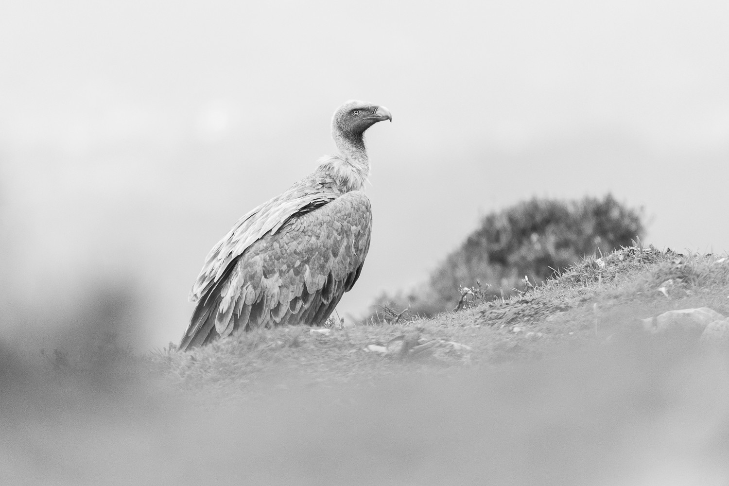 Efren Valiente, fotografía de naturaleza en Asturias. - sin%20título-6005.jpg